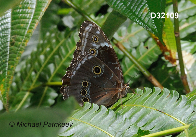 Common Morpho (Morpho helenor)